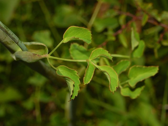 Laserpitium latifolium / Laserpizio erba nocitola